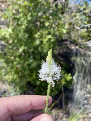 Oenothera glaucifolia