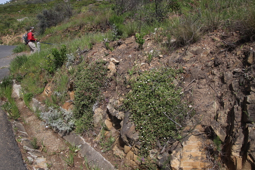Image of Ruschia rubricaulis by (c) Tony Rebelo, some rights reserved (CC BY-SA)