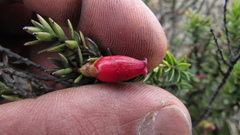 Disterigma empetrifolium