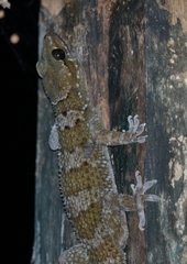 Hemidactylus kangerensis