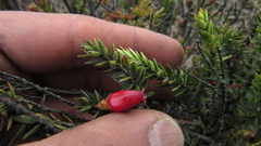 Disterigma empetrifolium