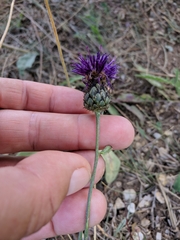 Centaurea scabiosa apiculata