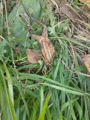 Rana amurensis