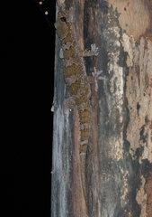 Hemidactylus kangerensis