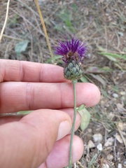 Centaurea scabiosa apiculata