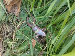 Rana amurensis
