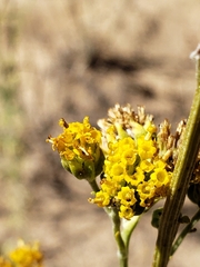 Hymenopappus flavescens