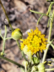 Hymenopappus flavescens