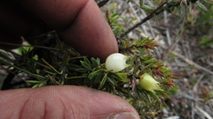 Disterigma empetrifolium