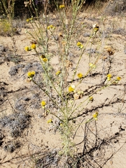 Hymenopappus flavescens
