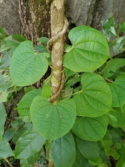 Dioscorea maciba