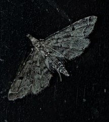 Sufetula hemiophthalma