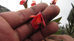 Bomarea pauciflora