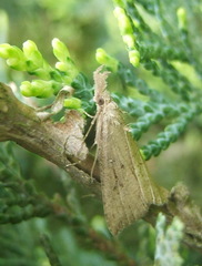 Schrankia taenialis