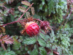 Rubus pungens oldhamii