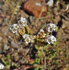 Phacelia pinnatifida