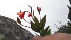 Bomarea pauciflora