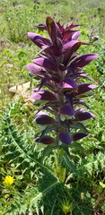 Acanthus syriacus