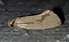 Scoliocheta ergatis