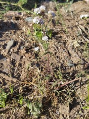 Phacelia pinnatifida