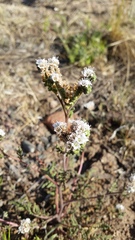 Phacelia pinnatifida