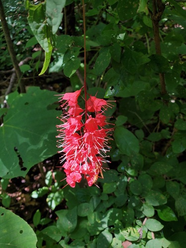 Combretum macrocalyx