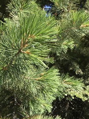 Pinus lambertiana