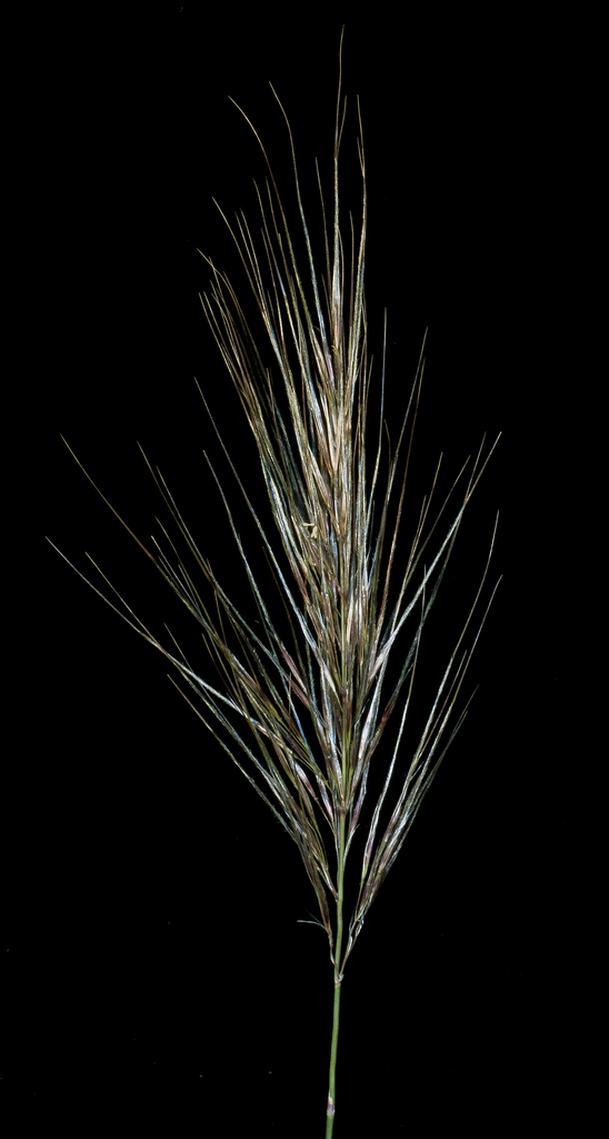 Austrostipa hemipogon