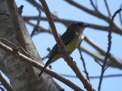 Microeca flavigaster