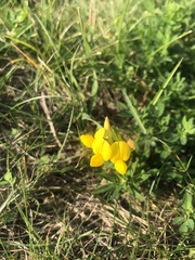 Lotus corniculatus