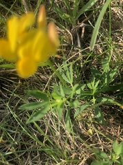 Lotus corniculatus