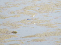 Vanellus miles miles