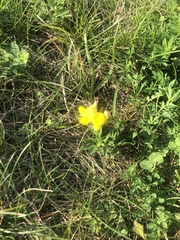 Lotus corniculatus