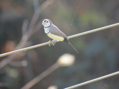 Stizoptera bichenovii