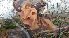 Phaeotremella foliacea