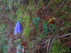 Adenophora morrisonensis