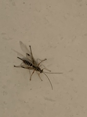 Echthromorpha