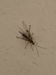 Echthromorpha