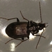 Agonum emarginatum - Photo (c) Donald Hobern, algunos derechos reservados (CC BY)