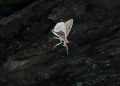 Oxyodes scrobiculata
