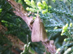 Schrankia taenialis