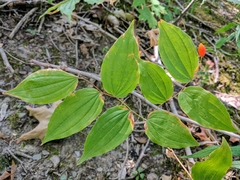 Prosartes lanuginosa