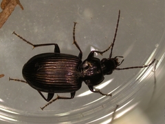 Agonum emarginatum