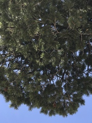 Pinus monticola