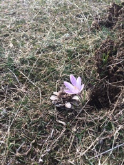 Crocus versicolor