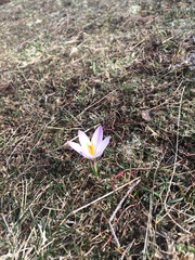 Crocus versicolor