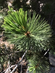 Pinus monticola