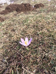 Crocus versicolor