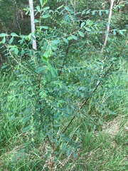 Phyllanthus gunnii