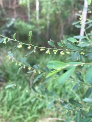 Phyllanthus gunnii